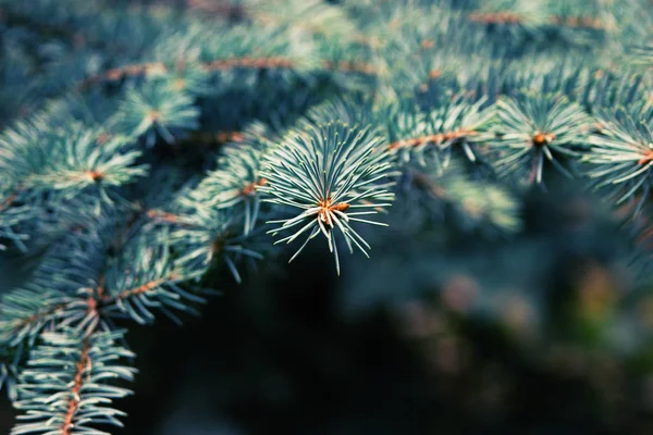 Julgran på suddig bakgrund. — Stockfoto