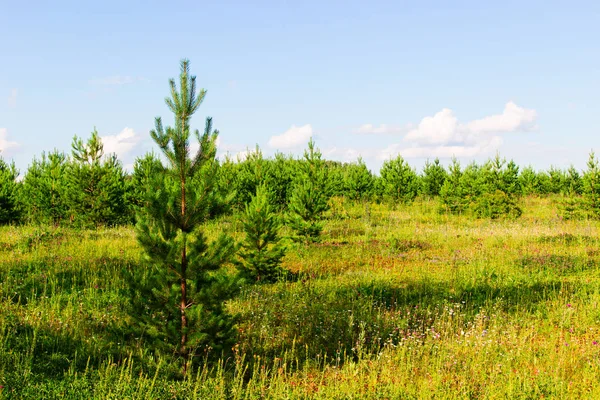 Beautiful pine on forest background — Stock Photo, Image