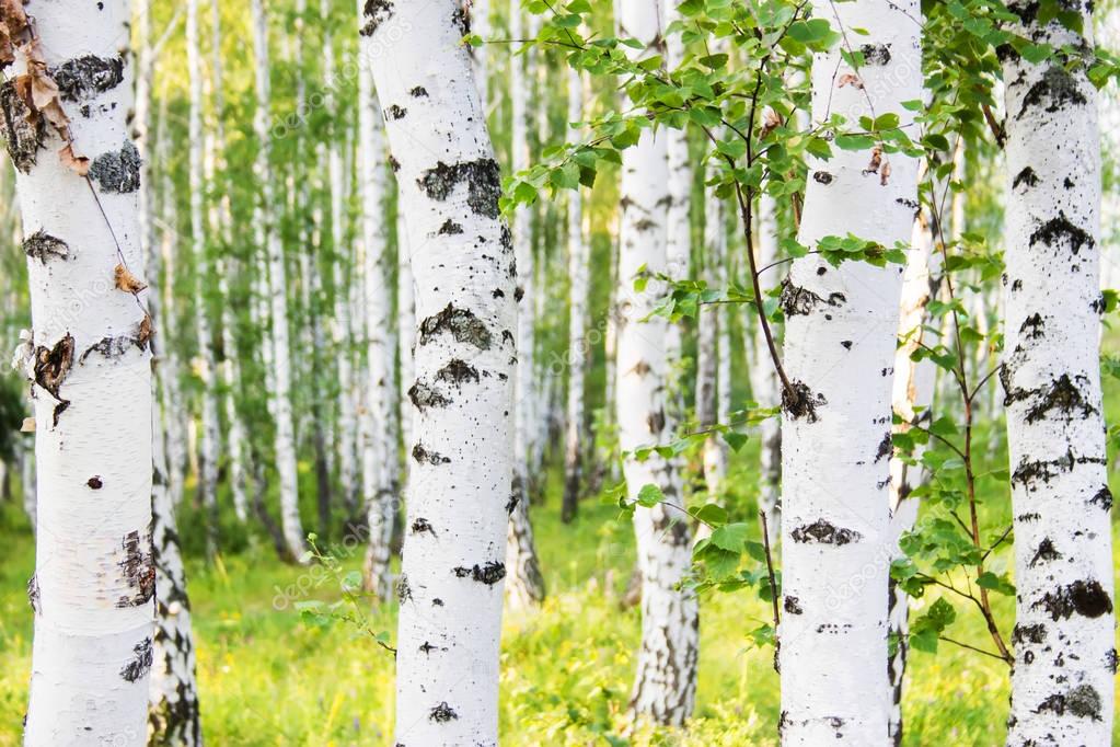 Russian birch forest in summer.