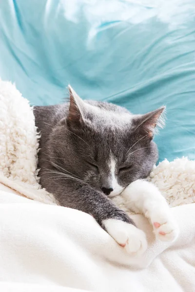 Sleeping cat in bed. — Stock Photo, Image