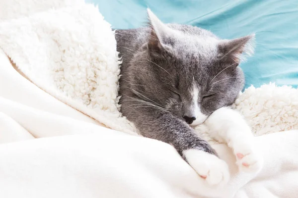 Uyuyan kedi..