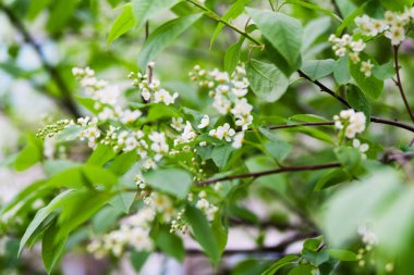 Çiçeği kuş kiraz çiçekleri.