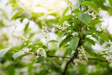 Çiçeği kuş kiraz çiçekleri.
