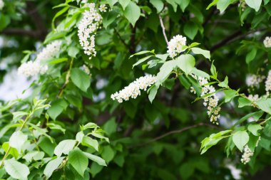 Çiçeği kuş kiraz çiçekleri.