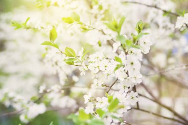 Kiraz ağacı çiçek çiçek.