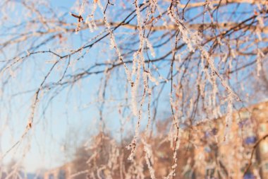 Doğal orman manzara yaz.