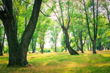 güzel yaz yeşil orman.