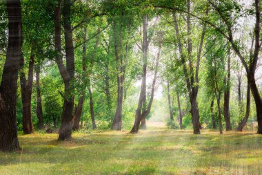 güzel yaz yeşil orman.