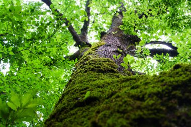 Tropik ağaç üzerinde yosun.