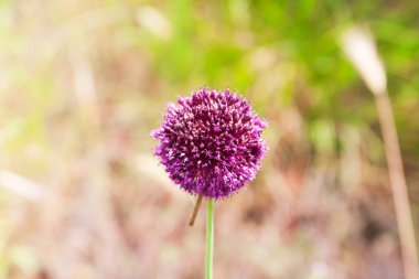 Güney dağlarında çiçekler