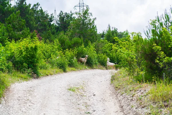 Goats in south mountains. — Stock Photo, Image