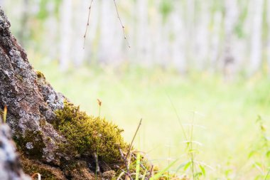 Huş doğa arka plan moos.