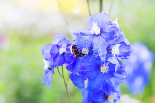 Uteplats hus blomsterrabatt. — Stockfoto