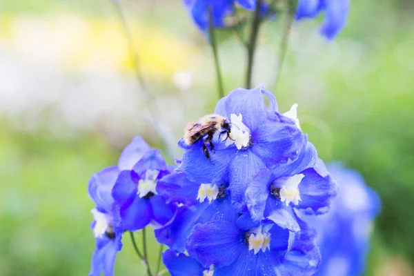 Uteplats hus blomsterrabatt. — Stockfoto