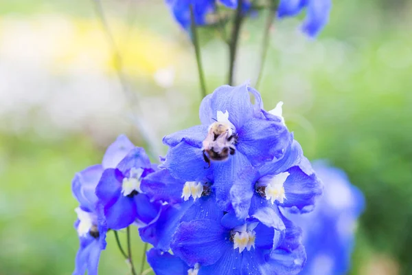 Uteplats hus blomsterrabatt. — Stockfoto