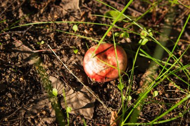 Orman çim yaz mantar.
