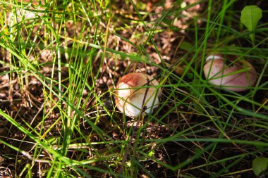 Orman çim yaz mantar.