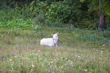 Beyaz Keçi yeşil glade.