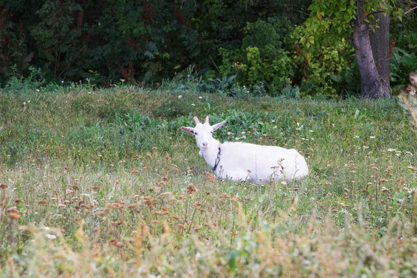 White goat green glade. — Stock Photo, Image