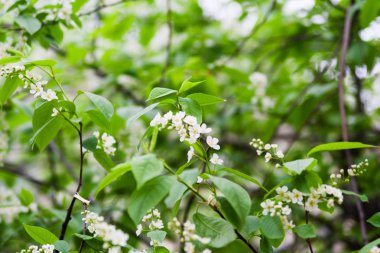 Çiçeği kuş kiraz çiçekleri.