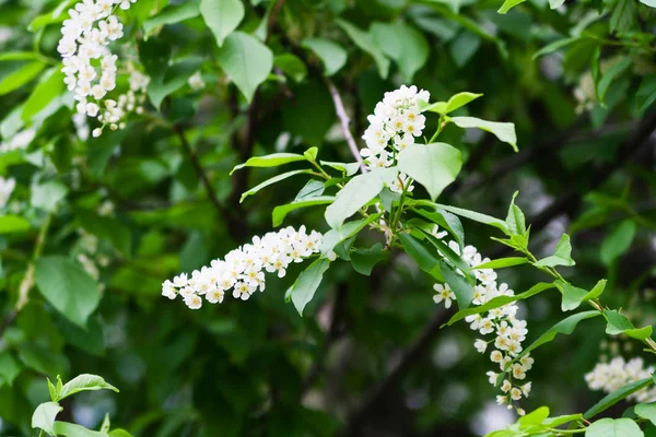 Çiçeği kuş kiraz çiçekleri.