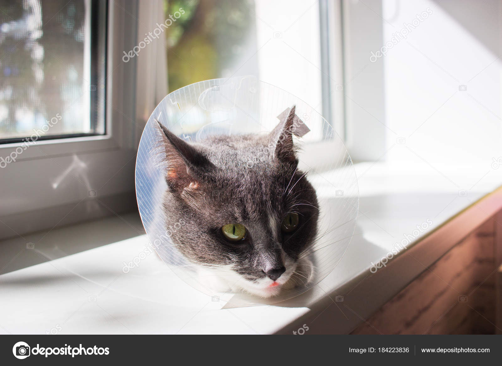 Mignon Chat Gris Patient Image Libre De Droit Par Spring Melody C Mignon Chat Gris Patient Image Libre De Droit Par Spring Melody C