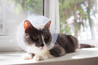 Zavallı Gri kedi hasta