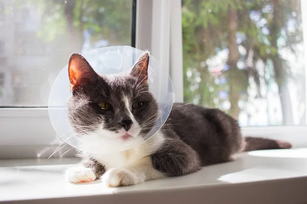 Zavallı Gri kedi hasta