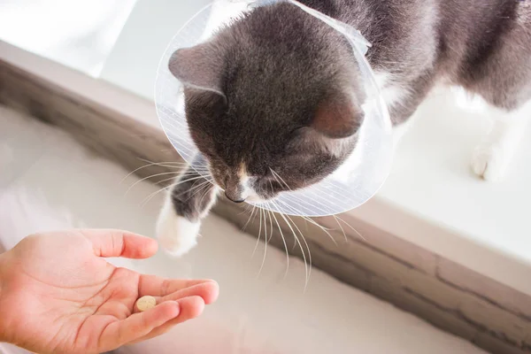 hasta Gri kedi hasta