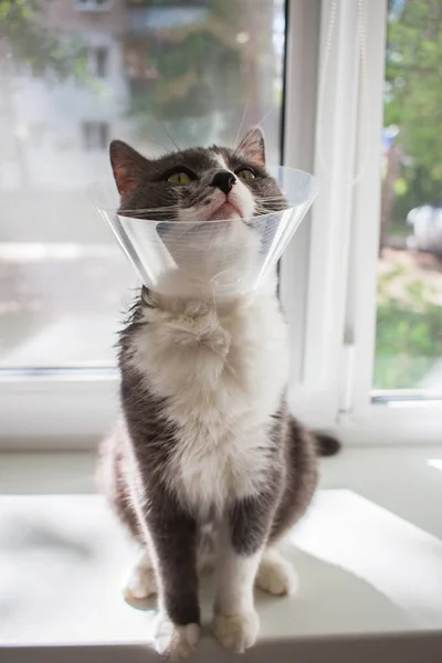 stock image Summer grey cat patient