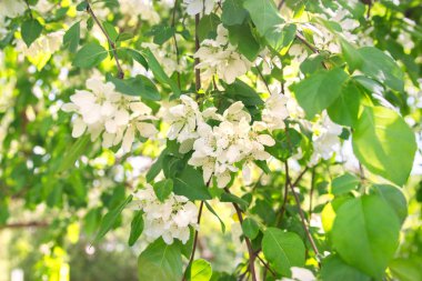 Bahar elma ağacı çiçek açan.