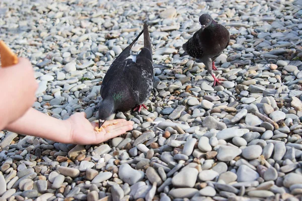 Kind füttert Taube von Hand. — Stockfoto