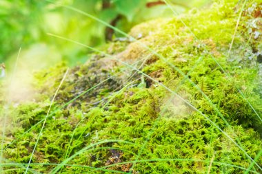 Huş moss doğa arka plan.