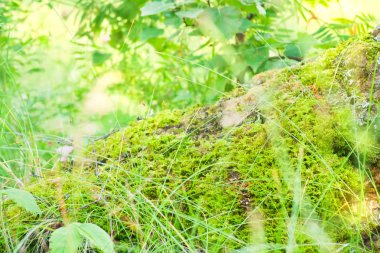 Huş moss doğa arka plan.