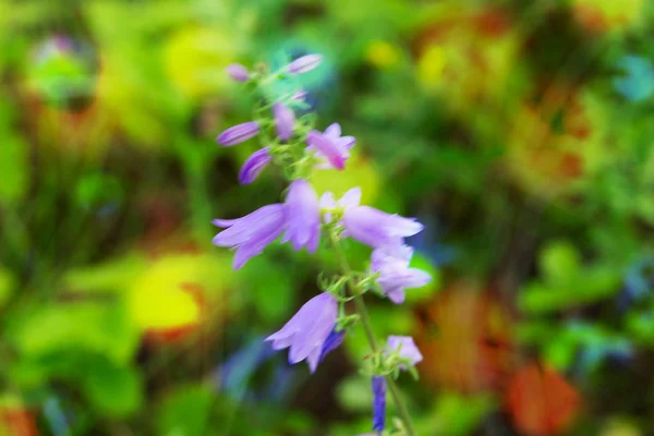 Oskärpa skog blommor bokeh — Stockfoto