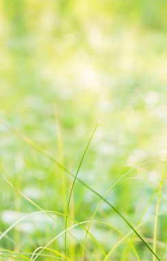 Huş moss doğa arka plan.