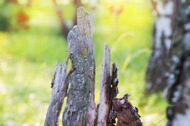 Huş moss doğa arka plan.