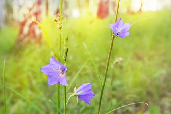 Blur forest flowers bokeh — Stock Photo, Image