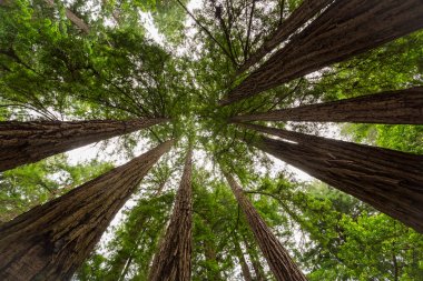 Sequoia 