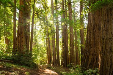Servi ağaçlarının
