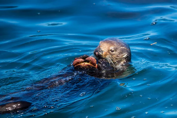 Deniz samuru bir yengeç