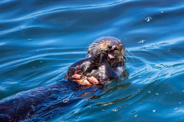 Sea otter äta en krabba Royaltyfria Stockfoton