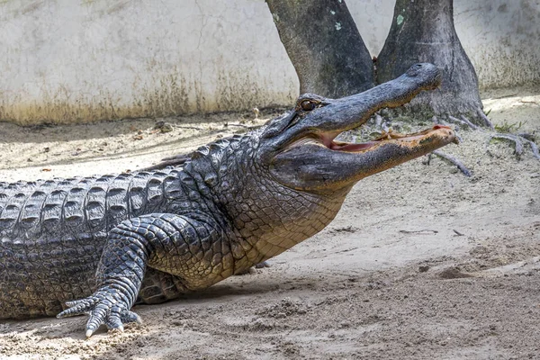 Alligator — Stock Photo, Image