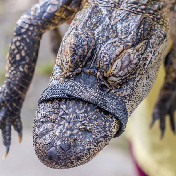 Alligator — Stock Photo, Image