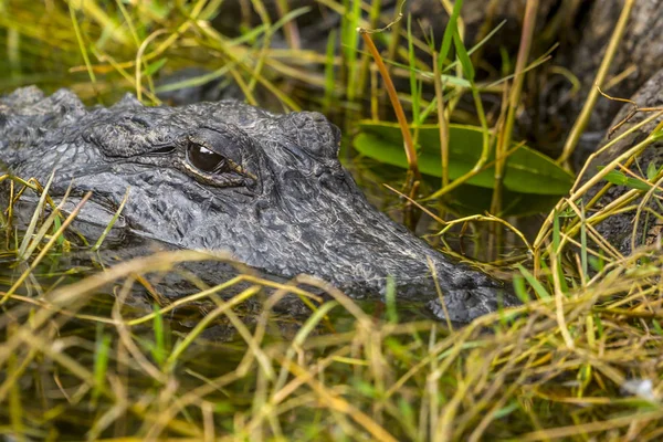 Alligator lizenzfreie Stockbilder