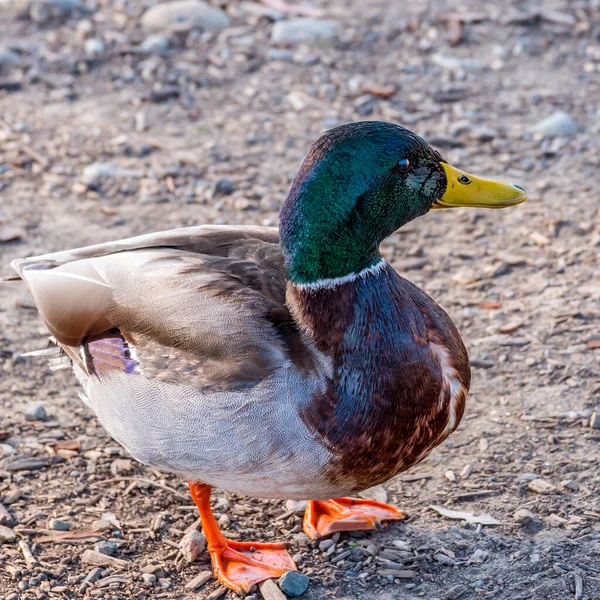 Mallard — Stock Photo, Image