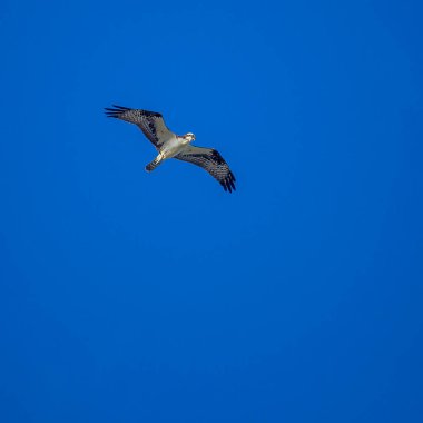 Mavi gökyüzü ile uçan bir balık avı