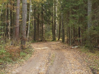Sonbahar orman eski düşmüş sarı yaprakları ile serpiştirilmiş orman yolu.