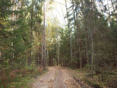 Sonbahar orman eski düşmüş sarı yaprakları ile serpiştirilmiş orman yolu.