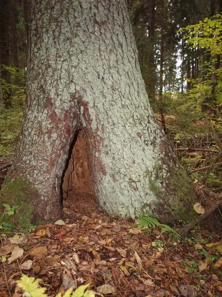 Cava nel vecchio abete rosso nella foresta autunnale . — Foto Stock